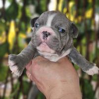Bulldog Francese m
