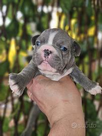 Bulldog Francese m