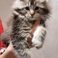 Gattini Maine Coon con pedegree aperto