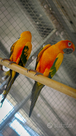 Conuro del sole allevati a mano