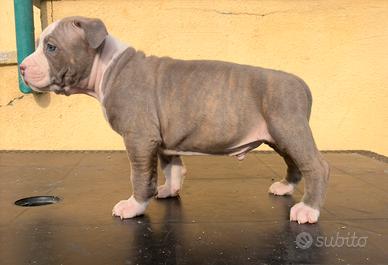 Super cucciolo maschio