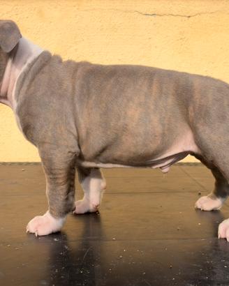 Super cucciolo maschio