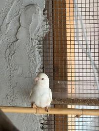 Inseparabile maschio albino