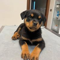 Cucciolo rottweiler