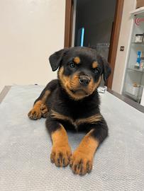 Cucciolo rottweiler