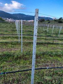 pali vigneto 
