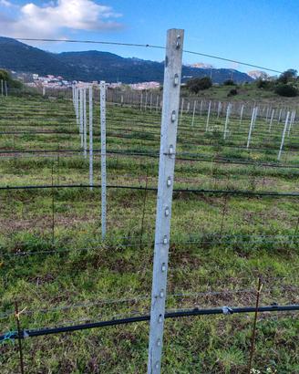 pali vigneto 