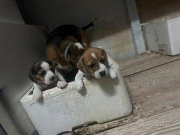 Cuccioli Jack Russell Beagle