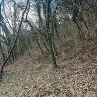 Terreno con bosco