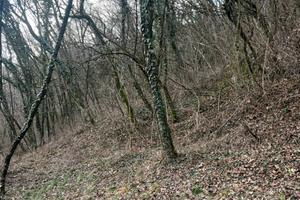 Terreno con bosco