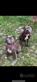 Stafforshire Bull-terrier (Staffy)