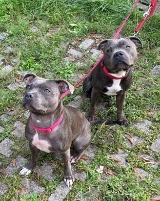 Stafforshire Bull-terrier (Staffy)
