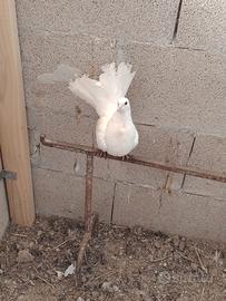 Galline