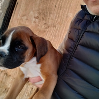 Disponibili due cuccioli di boxer