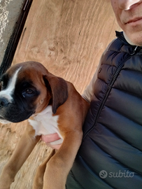 Disponibili due cuccioli di boxer