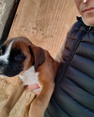 Disponibili due cuccioli di boxer