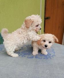 Maltipoo Toy