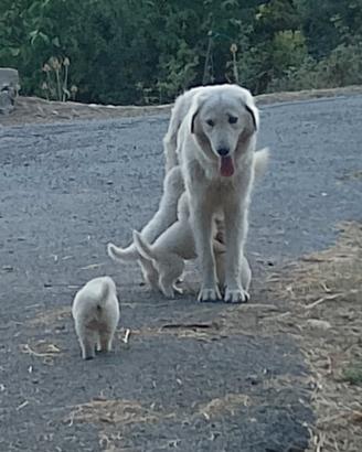 cuccioli pastori maremmani