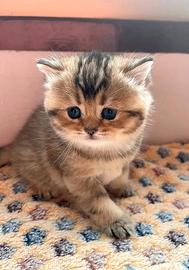 British golden, maschio e femmina, 1 mese