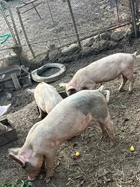 Porchettine