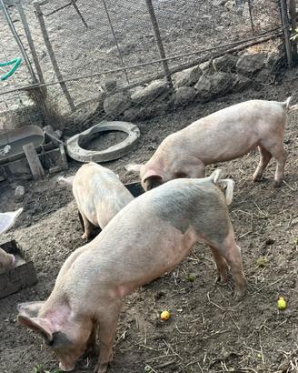 Porchettine