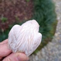 Canarina Satine' bianco