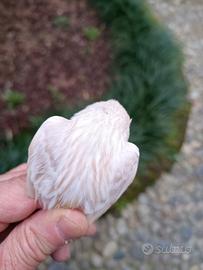 Canarina Satine' bianco