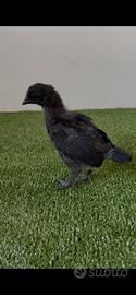Galline - Pulcinotti CEMANI
