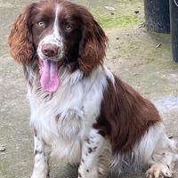 Springer spaniel
