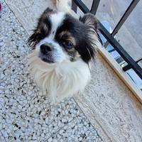 Maschio chihuahua per accoppiamento