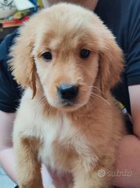 Cuccioli golden retriever