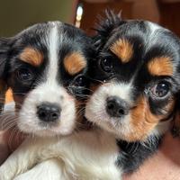 Cuccioli Cavalier King Charles Spaniel - Milano