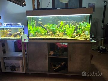 acquario