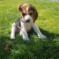 Beagle cuccioli