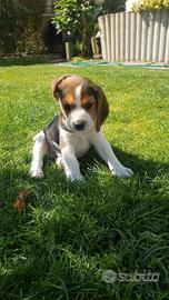 Beagle cuccioli