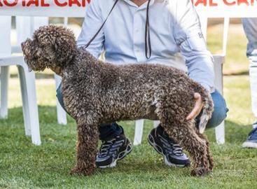Lagotto stallone