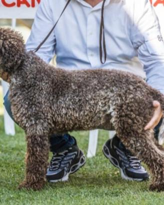 Lagotto stallone