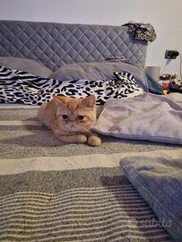 Cuccioli Exotic Shorthair 