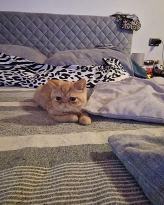 Cuccioli Exotic Shorthair 
