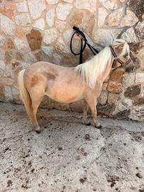 Mini Horse
