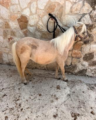 Mini Horse