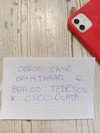 Vorreicane maschio grande razza DRAHTHAAR o BRACO