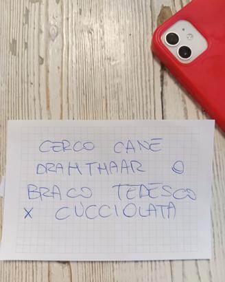Vorreicane maschio grande razza DRAHTHAAR o BRACO