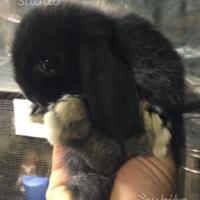 Conigli nani Ariete Giarra Nero