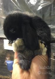 Conigli nani Ariete Giarra Nero