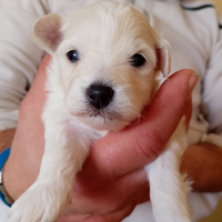 Maltipoo