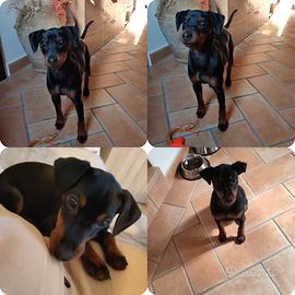 Pincher nero focato