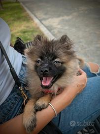 Volpino di Pomerania