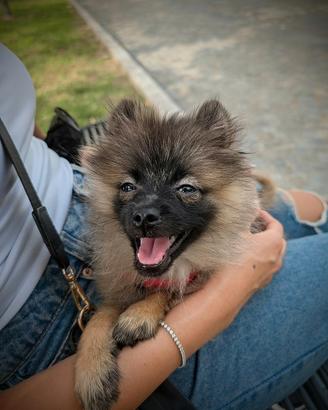 Volpino di Pomerania