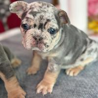 Bulldog Francese Merle Esotico